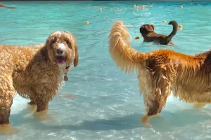 Dogs for a Dip at CP! Thursday August 29th-2 Sessions. 12-2pm & 3-5pm!