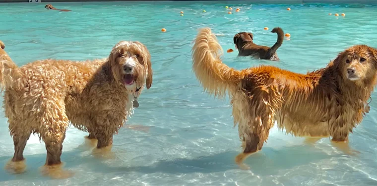 Dogs for a Dip at CP! Thursday August 29th-2 Sessions. 12-2pm & 3-5pm!